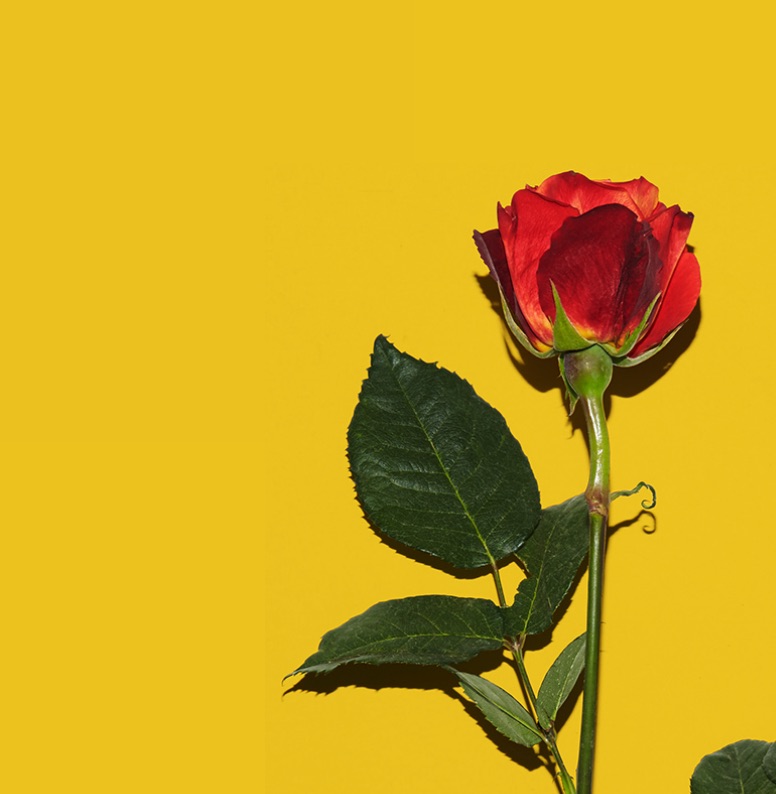 「AFRICA COLA」POPUP