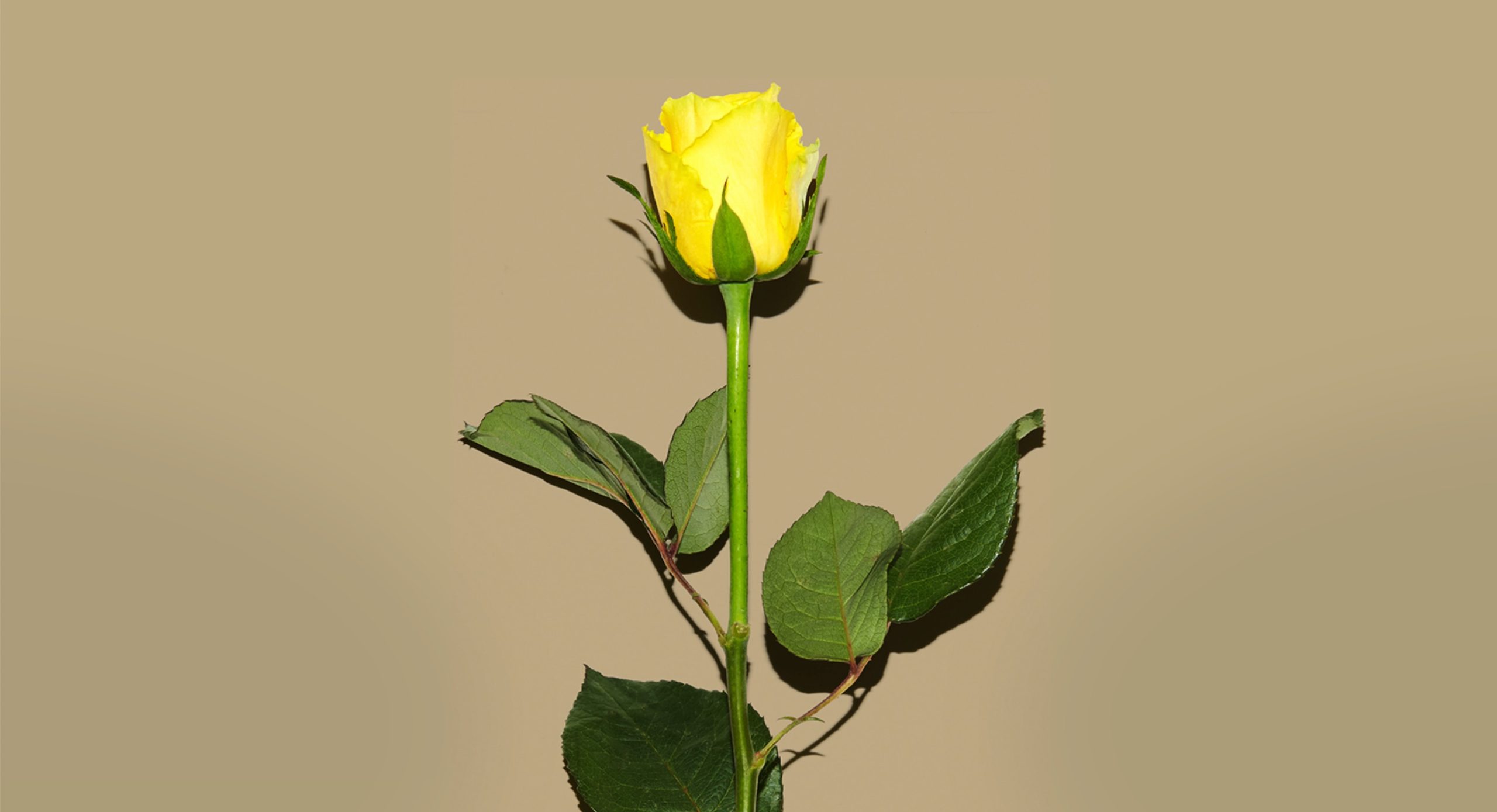 「AFRICA COLA」POPUP