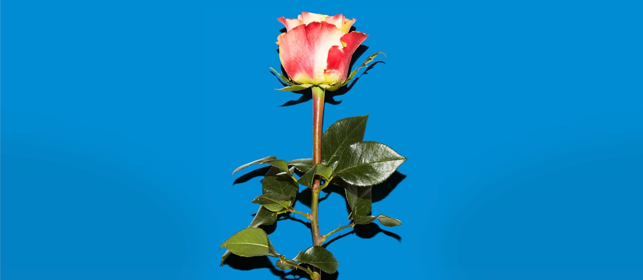 「AFRICA COLA」POPUP