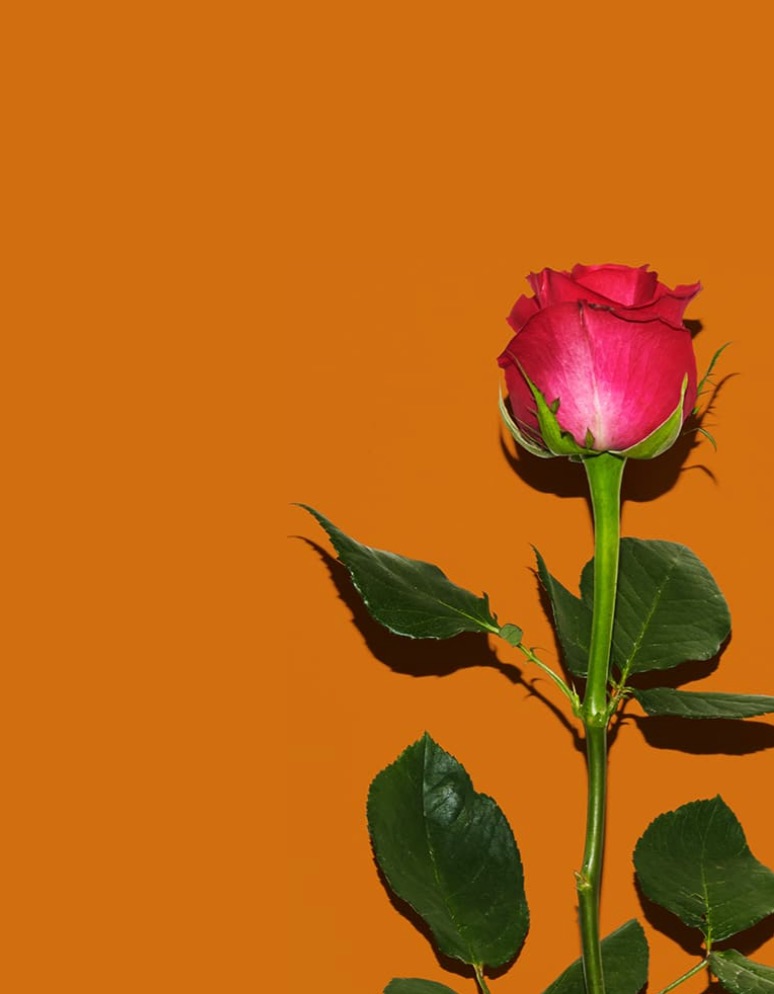 「AFRICA COLA」POPUP