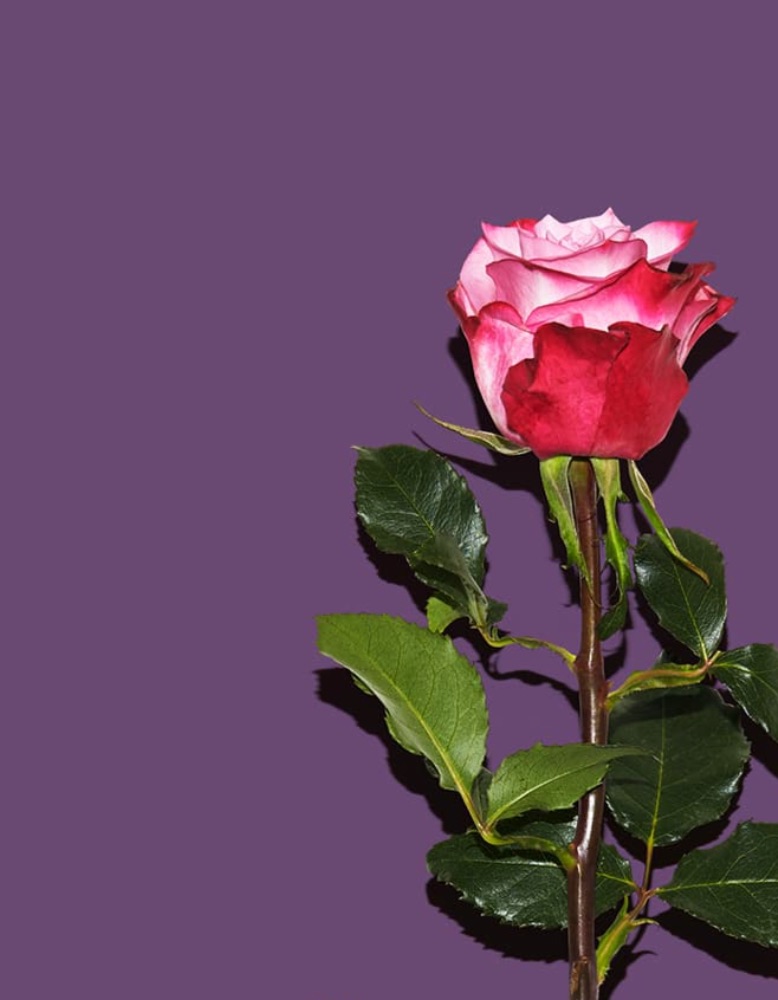 「AFRICA COLA」POPUP